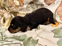 Charlie, a male Miniature Dachshund for sale in Heber Springs, AR – 4 of 5