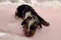 AKC Savanna, a female Miniature Dachshund for sale in Heber Springs, AR – 4 of 6