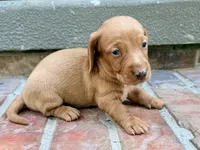 AKC Hershell, a male Miniature Dachshund for sale in Heber Springs, AR – 5 of 8