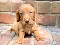AKC Hershell, a male Miniature Dachshund for sale in Heber Springs, AR – 2 of 8