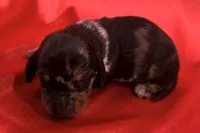 AKC Harvey, a male Miniature Dachshund for sale in Heber Springs, AR – 4 of 5