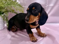 AKC Leigh, a female Miniature Dachshund for sale in Heber Springs, AR – 2 of 5
