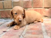 AKC Hershell, a male Miniature Dachshund for sale in Heber Springs, AR – 7 of 8