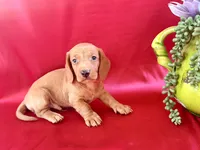 AKC Hershell, a male Miniature Dachshund for sale in Heber Springs, AR – 3 of 9