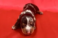 AKC Samson, a male Miniature Dachshund for sale in Heber Springs, AR – 3 of 5