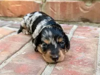 AKC Charlie, a male Miniature Dachshund for sale in Heber Springs, AR – 1 of 6