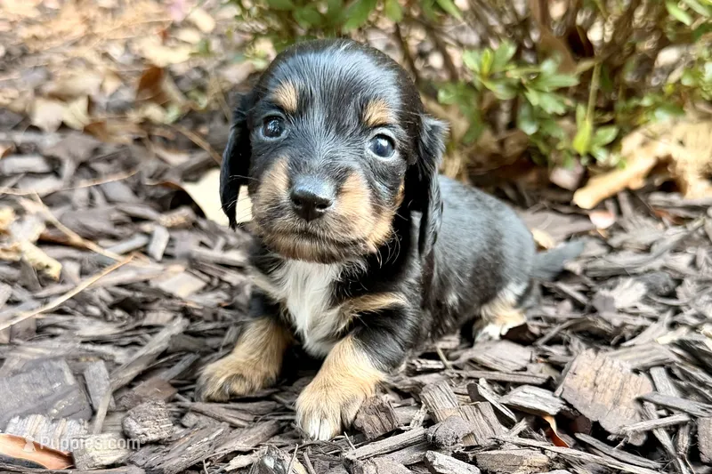 AKC Dawson – Miniature Dachshund puppy for sale in Heber Springs, AR