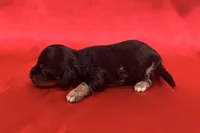 AKC Dawson, a male Miniature Dachshund for sale in Heber Springs, AR – 4 of 6