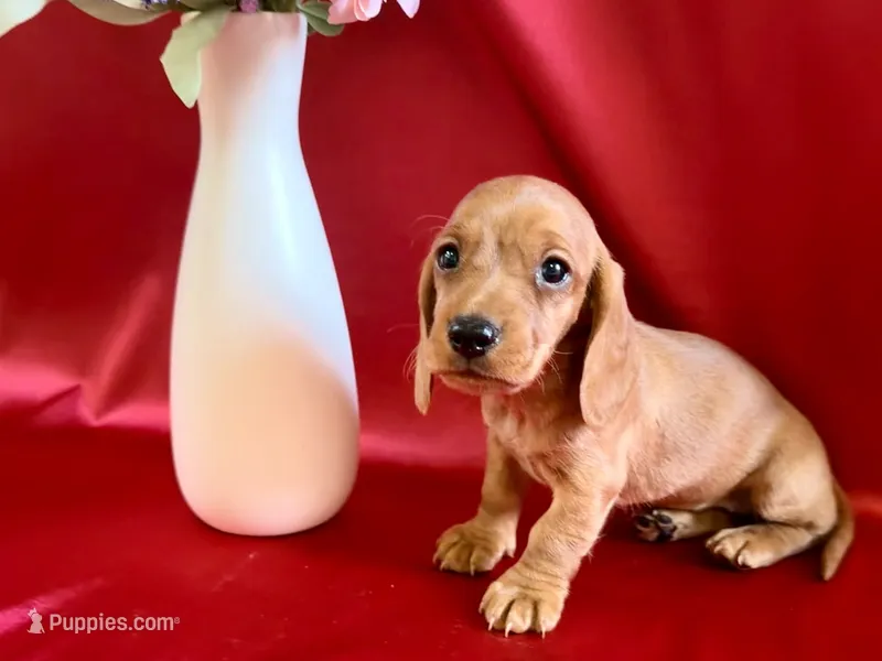 AKC Allie – Miniature Dachshund puppy for sale in Heber Springs, AR