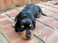 AKC Caroline, a female Miniature Dachshund for sale in Heber Springs, AR – 5 of 7