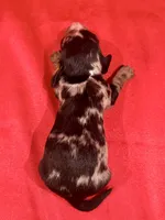 AKC Samson, a male Miniature Dachshund for sale in Heber Springs, AR – 4 of 5