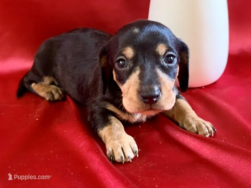 AKC Caroline – Miniature Dachshund puppy for sale in Heber Springs, AR