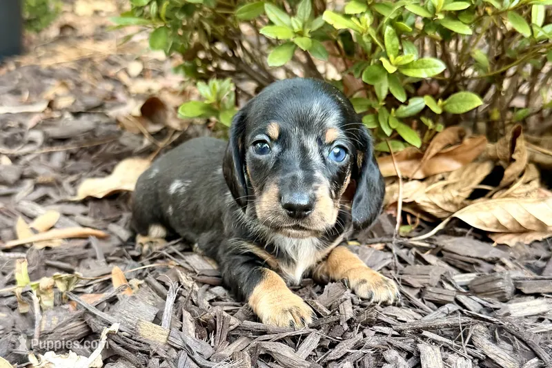 AKC Harvey – Miniature Dachshund puppy for sale in Heber Springs, AR