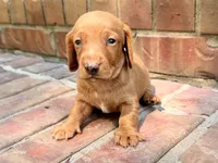 AKC Hershell, a male Miniature Dachshund for sale in Heber Springs, AR – 4 of 8