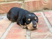 AKC Caroline, a female Miniature Dachshund for sale in Heber Springs, AR – 7 of 7