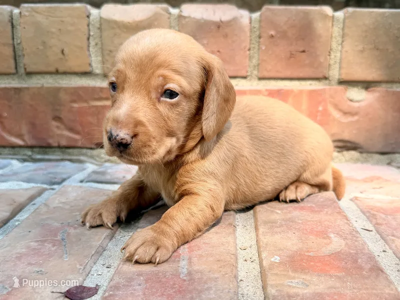 AKC Hershell – Miniature Dachshund puppy for sale in Heber Springs, AR