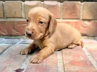 AKC Hershell, a male Miniature Dachshund for sale in Heber Springs, AR – 1 of 8