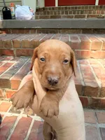 AKC Hershell, a male Miniature Dachshund for sale in Heber Springs, AR – 3 of 8