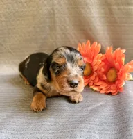 Bernell, a male Miniature Dachshund for sale in Heber Springs, AR – 1 of 5
