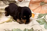 Charlie, a male Miniature Dachshund for sale in Heber Springs, AR – 5 of 5
