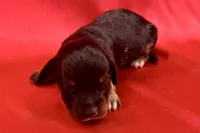 AKC Dawson, a male Miniature Dachshund for sale in Heber Springs, AR – 6 of 6