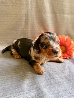 Bernell, a male Miniature Dachshund for sale in Heber Springs, AR – 3 of 5