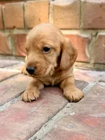 Allie, a female Miniature Dachshund for sale in Heber Springs, AR – 2 of 7