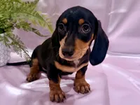 AKC Leigh, a female Miniature Dachshund for sale in Heber Springs, AR – 5 of 5