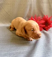 Hershell, a male Miniature Dachshund for sale in Heber Springs, AR – 3 of 4