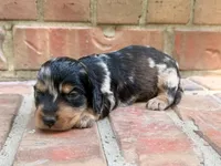AKC Charlie, a male Miniature Dachshund for sale in Heber Springs, AR – 2 of 6