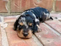 AKC Charlie, a male Miniature Dachshund for sale in Heber Springs, AR – 3 of 6