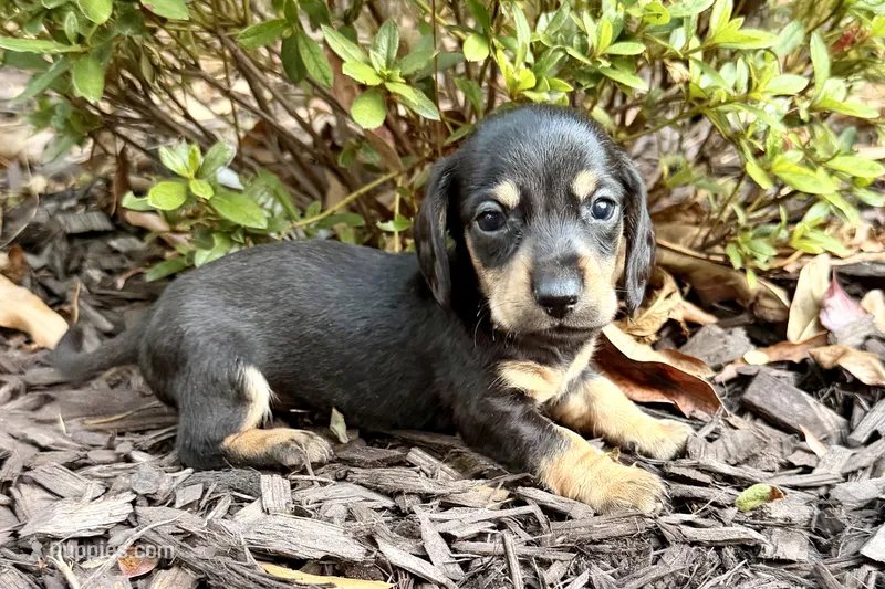 Charlie – Miniature Dachshund puppy for sale in Heber Springs, AR
