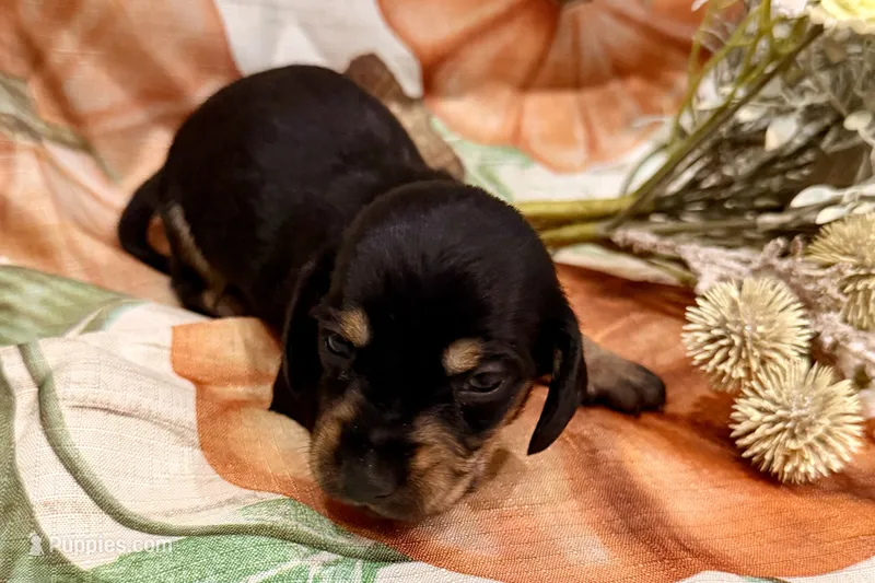 Charlie – Miniature Dachshund puppy for sale in Heber Springs, AR