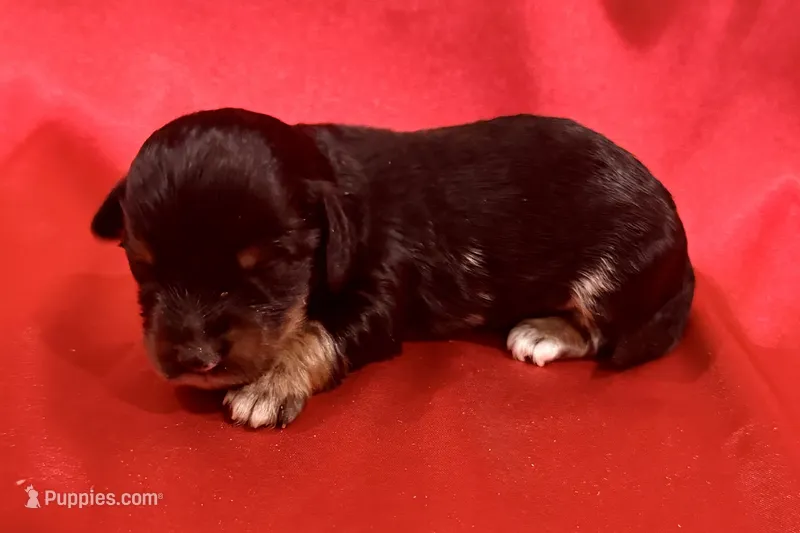AKC Dawson – Miniature Dachshund puppy for sale in Heber Springs, AR
