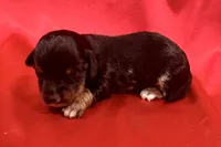 AKC Dawson, a male Miniature Dachshund for sale in Heber Springs, AR – 1 of 6