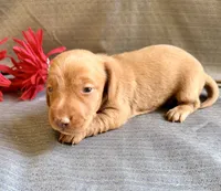 Hershell, a male Miniature Dachshund for sale in Heber Springs, AR – 1 of 4