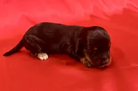 AKC Dawson, a male Miniature Dachshund for sale in Heber Springs, AR – 3 of 6