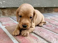 Allie, a female Miniature Dachshund for sale in Heber Springs, AR – 5 of 7