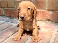 AKC Hershell, a male Miniature Dachshund for sale in Heber Springs, AR – 6 of 8