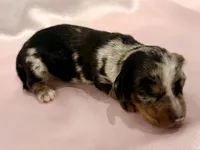 AKC Savanna, a female Miniature Dachshund for sale in Heber Springs, AR – 2 of 6