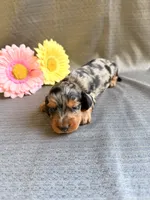 Madaline, a female Miniature Dachshund for sale in Heber Springs, AR – 4 of 5
