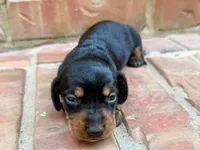AKC Leigh, a female Miniature Dachshund for sale in Heber Springs, AR – 2 of 5