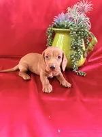 AKC Hershell, a male Miniature Dachshund for sale in Heber Springs, AR – 5 of 9