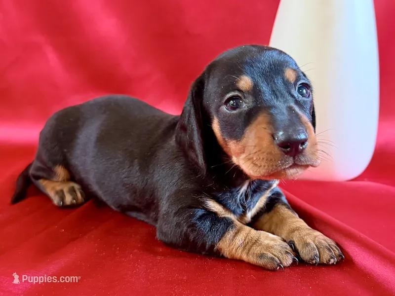 AKC Leigh – Miniature Dachshund puppy for sale in Heber Springs, AR