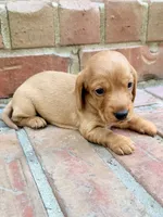 Allie, a female Miniature Dachshund for sale in Heber Springs, AR – 3 of 7