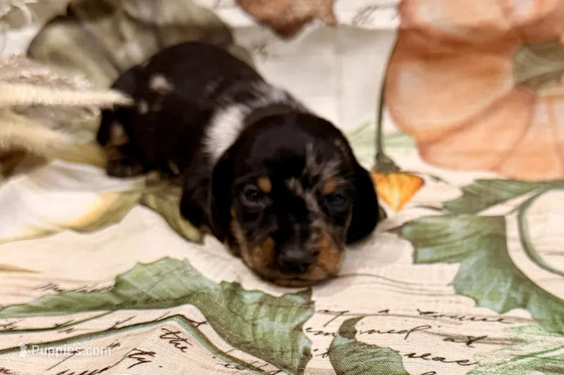 AKC Harvey – Miniature Dachshund puppy for sale in Heber Springs, AR