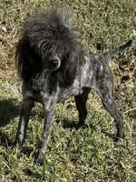 Blade, a male Poodle - Toy  for sale in Bloomington, IL – Photo 1 of 2