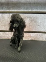 Blade, a male Poodle - Toy  for sale in Bloomington, IL – Photo 2 of 2