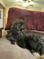 AKC  Blossom, a female Poodle - Toy  for sale in Bloomington, IL – Photo 4 of 4