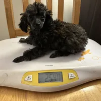 AKC clear Blossom, a female Poodle - Toy  for sale in Bloomington, IL – Photo 2 of 2